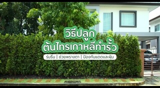 รั้วต้นไม้