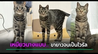 โรคของแมว