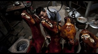 กินหมาที่จีน