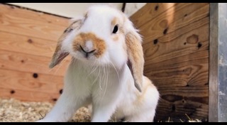 วิธีเลี้ยงกระต่าย