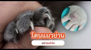 เชื้อราแมว