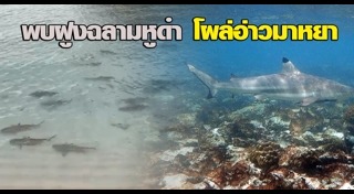 อ่าวมาหยา