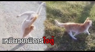 แมวพิการ