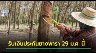 ยางพารา