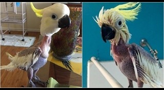 นกกระตั้ว