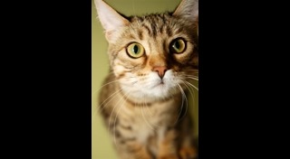 วิธีฝึกแมว