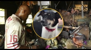 หมาช่วยคน