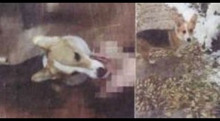 กินหมาที่จีน