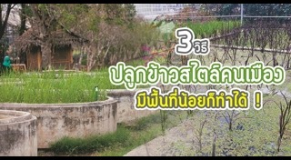 ปลูกข้าว