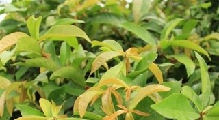 โรคระบบทางเดินอาหาร