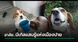 รถชนหมา