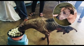 หมาพิการ