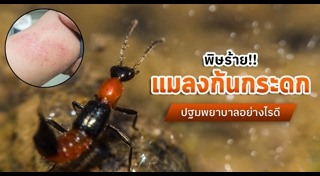 แมลงก้นกระดก