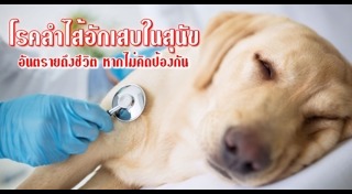 วิธีเลี้ยงสุนัข