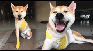 ลอยด์ หมาชิบะ