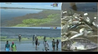 ขี้ปลาวาฬ