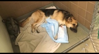 หมาช่วยเด็ก