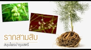 รากสามสิบ