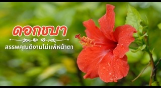 สมุนไพรแก้ประจำเดือน