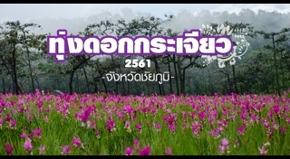 ทุ่งดอกกระเจียว