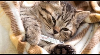 แมวป่วย