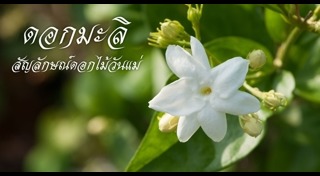 ดอกมะลิ