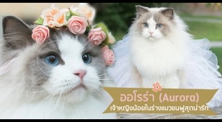 แมวแร็กดอลล์