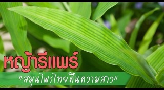 หญ้ารีแพร์