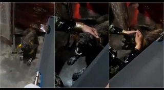 คาเฟ่หมา