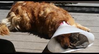 ปลอกคอสุนัข