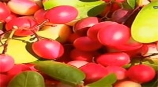 มะม่วงหาวมะนาวโห่