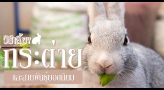 วิธีเลี้ยงกระต่าย