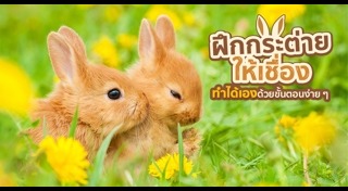 วิธีเลี้ยงกระต่าย