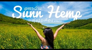 ทุ่งปอเทือง