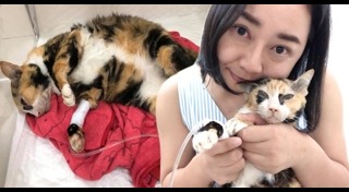 แมวป่วย