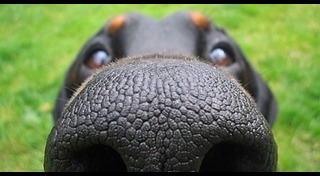 รูปหมาตลกๆ