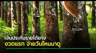 ยางพารา