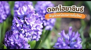 ดอกไม้เมืองหนาว
