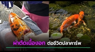 ปลาคาร์พ