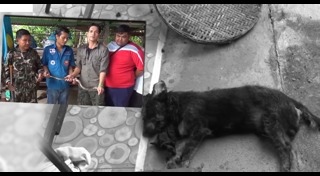 สุนัขกัดงู