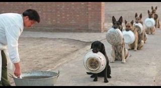 สุนัขนำทาง