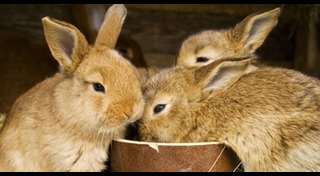 วิธีเลี้ยงกระต่าย