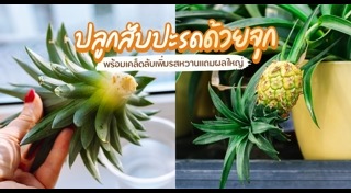 ปลูกผลไม้