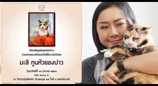 แมวป่วย