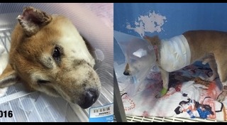 ลอยด์ หมาชิบะ