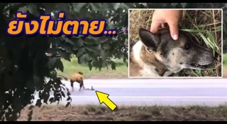 รถชนหมา