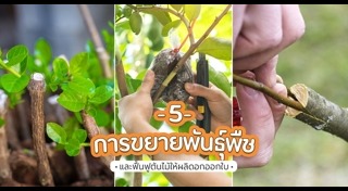 พันธุ์ไม้