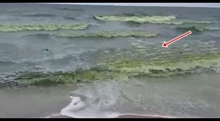 ขี้ปลาวาฬ