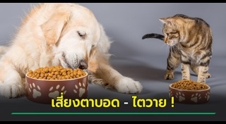อาหารสัตว์เลี้ยง