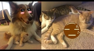 หมากับแมว